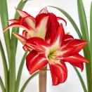 <p><strong>Longfield Gardens</strong></p><p>longfield-gardens.com</p><p><strong>$23.50</strong></p><p><a href="https://www.longfield-gardens.com/plantname/Amaryllis-Splash?sku=70000078&gclid=Cj0KCQiAn4SeBhCwARIsANeF9DKJPxuW1zdUdy7Z7qlgjp23zX-mK7-sqKnqosXPUIiv7zFGRW73kbsaAtzHEALw_wcB" rel="nofollow noopener" target="_blank" data-ylk="slk:Shop Now" class="link ">Shop Now</a></p><p>These stunning flowers come from bulbs sold in the fall. Put them in a bright spot; too little light causes them to flop over. Keep the soil evenly moist. Blooms occur about six weeks later and last for a month or more. You can try to get them to rebloom next year: Save the bulb, leave the foliage intact but cut the faded flower stalk, then move into shade outdoors after the last frost. In late summer, let the bulb go dormant, cut off the foliage, and don’t water until November. Then start to water again, and cross your fingers!</p>