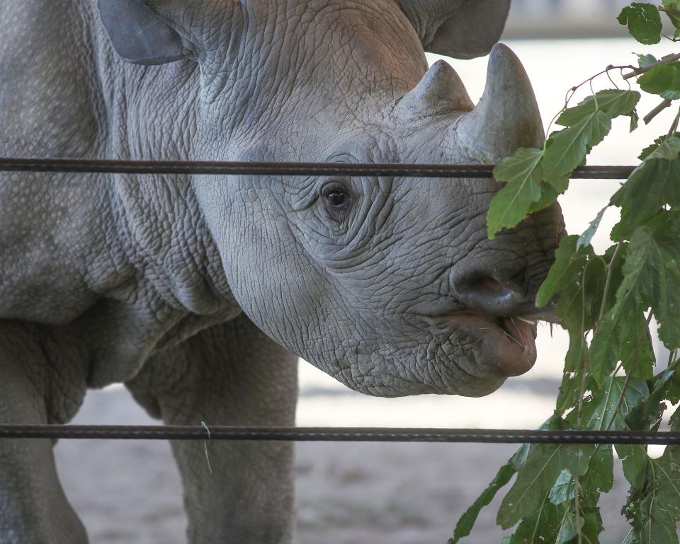 Jaali, an African black rhino, munches on some plants at the new Rhino Savannah habitat at The Living Desert in Palm Desert, November 10, 2021.  Jaali is pronounce "Jolly."