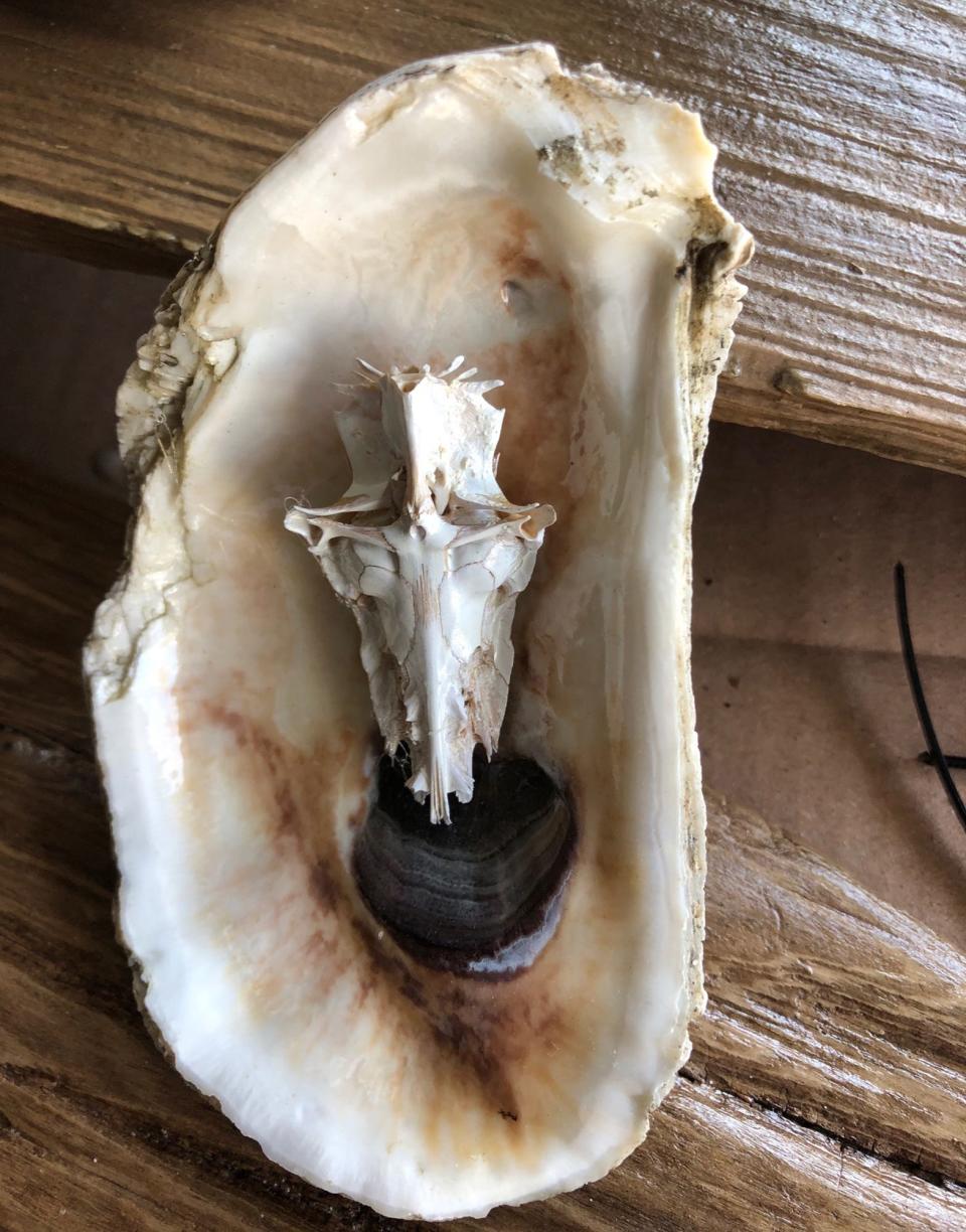 Some of the smaller catfish skulls are mounted on oyster shells, another of Sonny and Margot Schindler's beach finds.