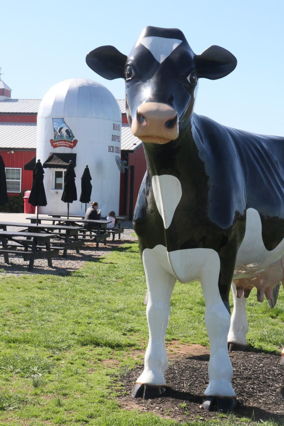 The 9-foot cow is named Dipsy. She grazes the front of the Mountain Fresh Creamery business in Clermont, Ga.