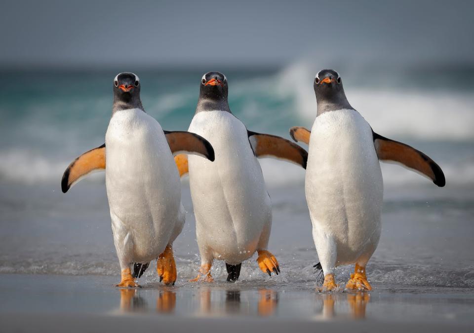 Three penguins walk on a beach.