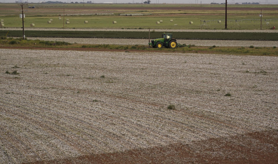 A shredded cotton field sits idle, Tuesday, Oct. 4, 2022, near Plainview, Texas. Extreme heat and a dearth of rainfall have severely damaged much of this year's cotton harvest in the U.S., which produces about 35% of the world's crop. (AP Photo/Eric Gay)