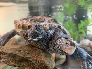 Darwin, Audubon's popular Northern diamondback terrapin, has a new tank to swim in, shared with an Eastern painted turtle named Tudley.