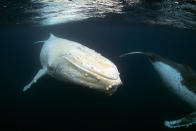 <p>Migaloo the rare albino whale swimming along side a normal humpback whale. (Photo: Craig Parry/Caters News) </p>