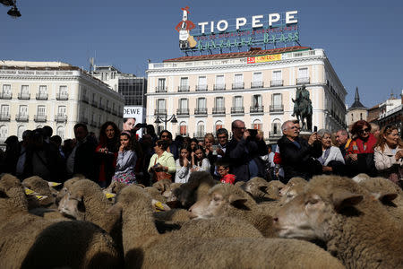 A flock of sheep walks past Puerta del Sol, Madrid's famous landmark, during the annual sheep parade through Madrid, Spain, October 21, 2018. REUTERS/Susana Vera