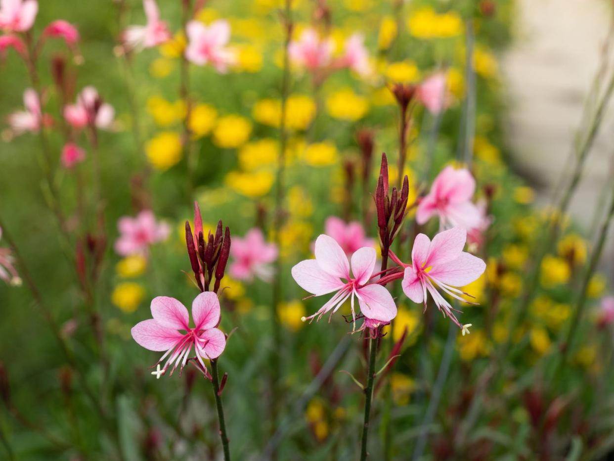 close up beeblossom flowers or gaura lindheimeri 'siskiyou pink' in garden