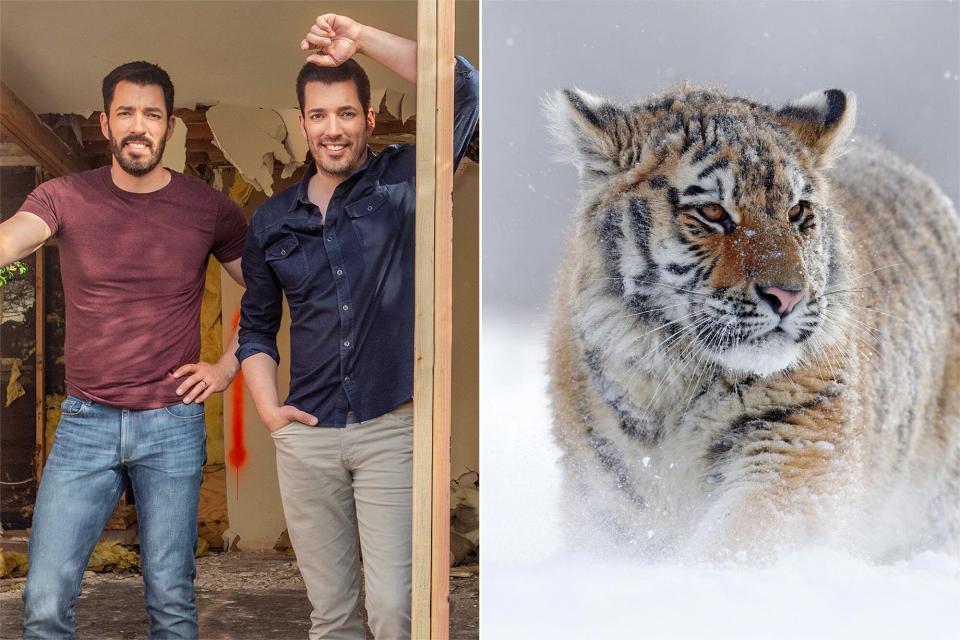 Property Brothers, Frozen Planet