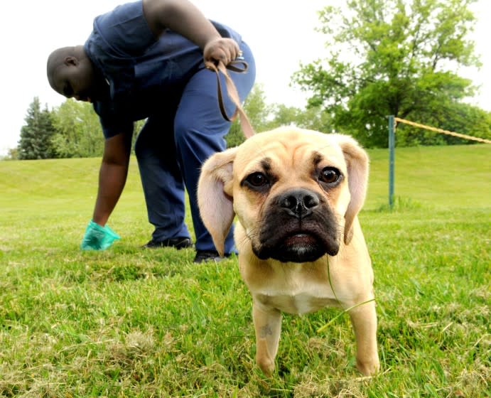 Dogs align with magnetic fields while pooping