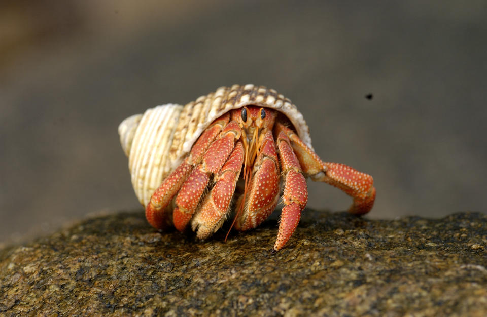 Cancer: Adopt a Hermit Crab