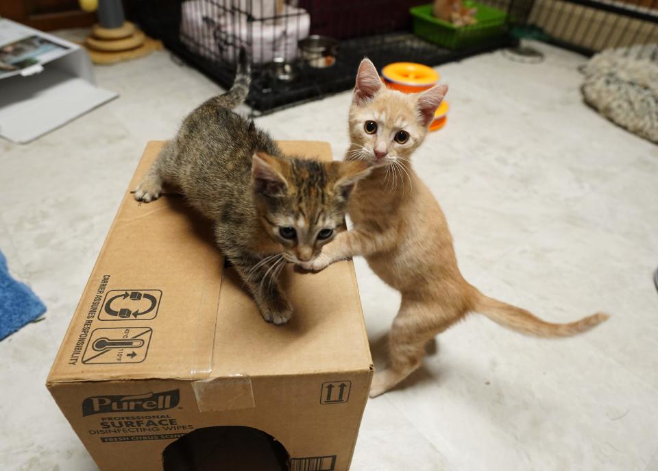 Two kittens at the Four Legs Good shelter in New City on Thursday, July 13, 2023.