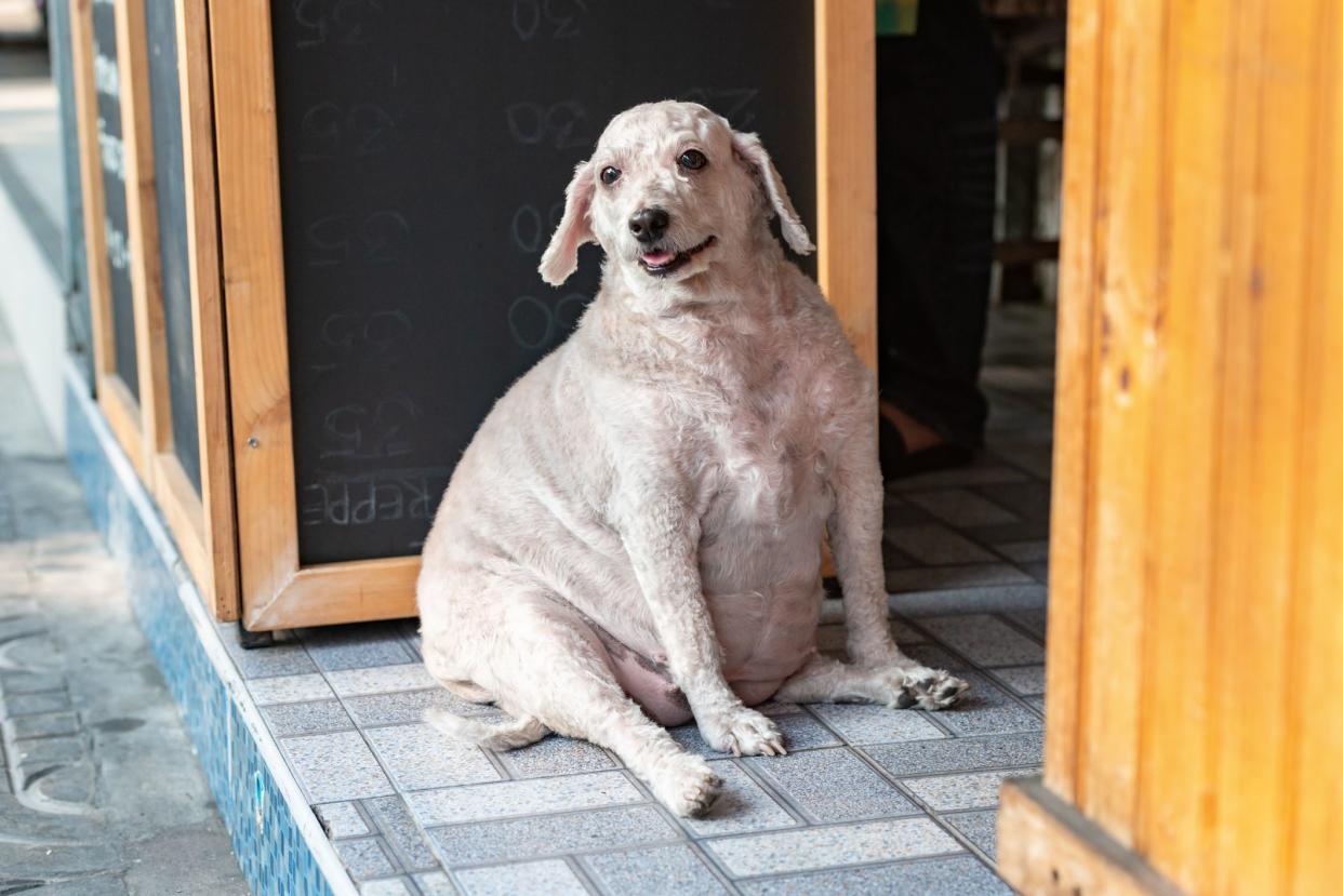 Overweight outbred happy dog smiling sitting on the floor Thailand