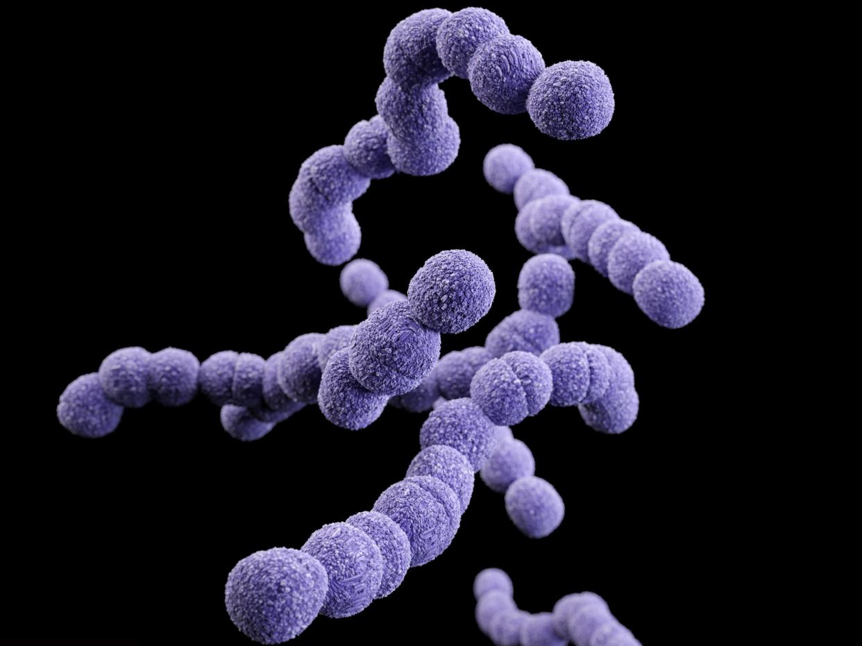 streptococcus bacteria