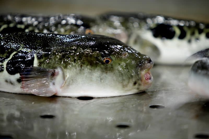 A blowfish is set to be auctioned at an early morning fish auction in Shimonoseki