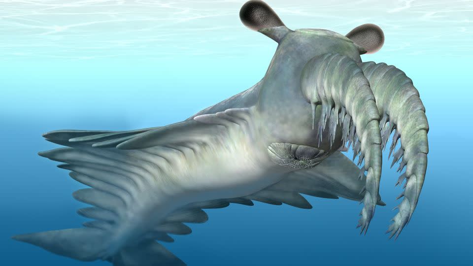 An artist's reconstruction of Anomalocaris canadensis is shown. - Anomalocaris canadensis