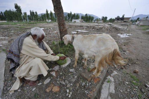 Zain Mohammad, former neighbour of Osama bin Laden, feeds his goat near the site of the slain Al-Qaeda leader's demolished compound in northern Abbottabad. One year after Bin Laden's death, his network lies in ruins even if some supporters, whether lone wolf extremists or Al-Qaeda members, still brandish the jihadi banner