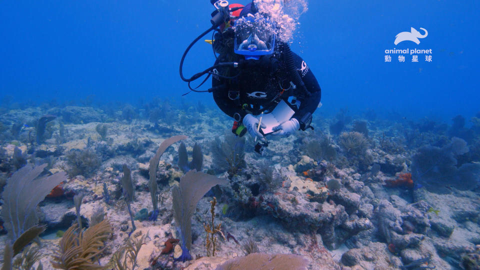 《喬治亞水族館第2季 珊瑚礁盛會》。（圖／動物星球頻道）