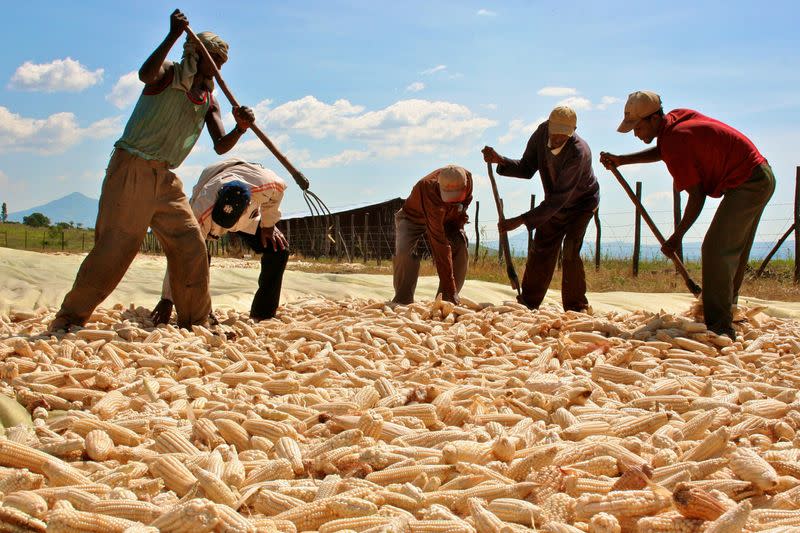 FILE PHOTO: Managers check the corn harvested by workers at a farm in Bako