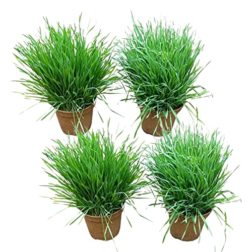 Live Wheat Grass (4 Plants Per Pack) - Natural Aid for Cat Digestive Health - 8