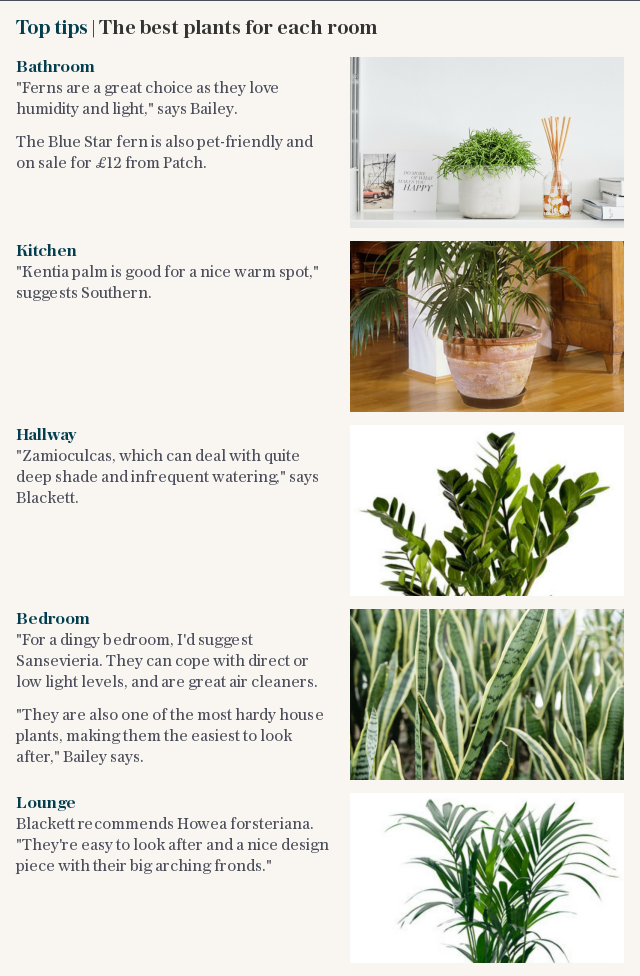 Top tips | The best plants for each room