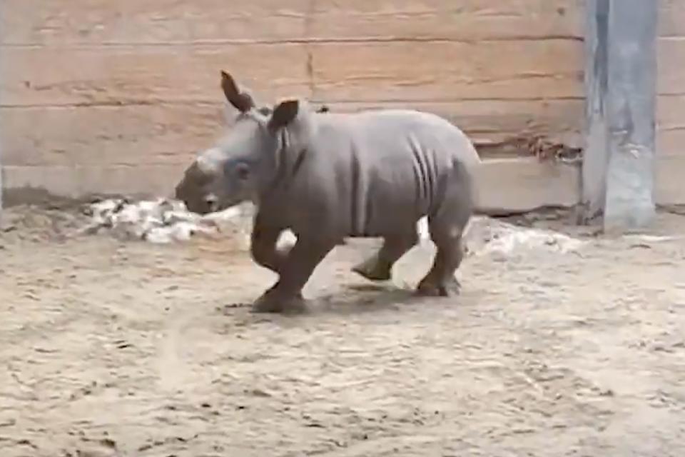 <p>The Toronto Zoo </p> A white rhino calf born in Dec. 2023 running around his habitat at the Toronto Zoo