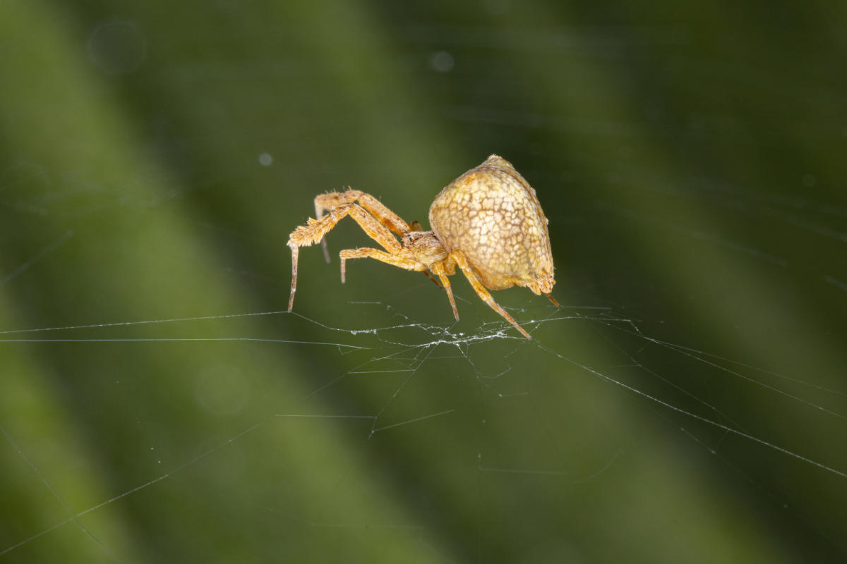 These spiders 'catapult' themselves to avoid getting eaten after