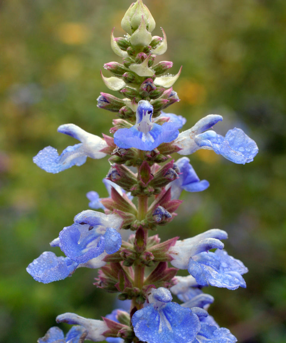 Salvia uliginosa