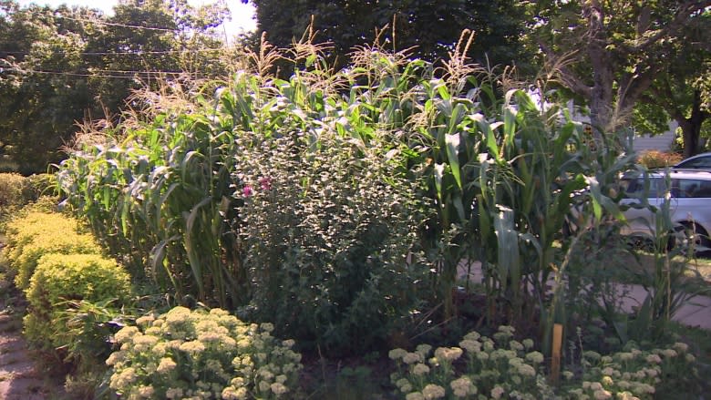 West-end Halifax farmer fills front yard with corn crop