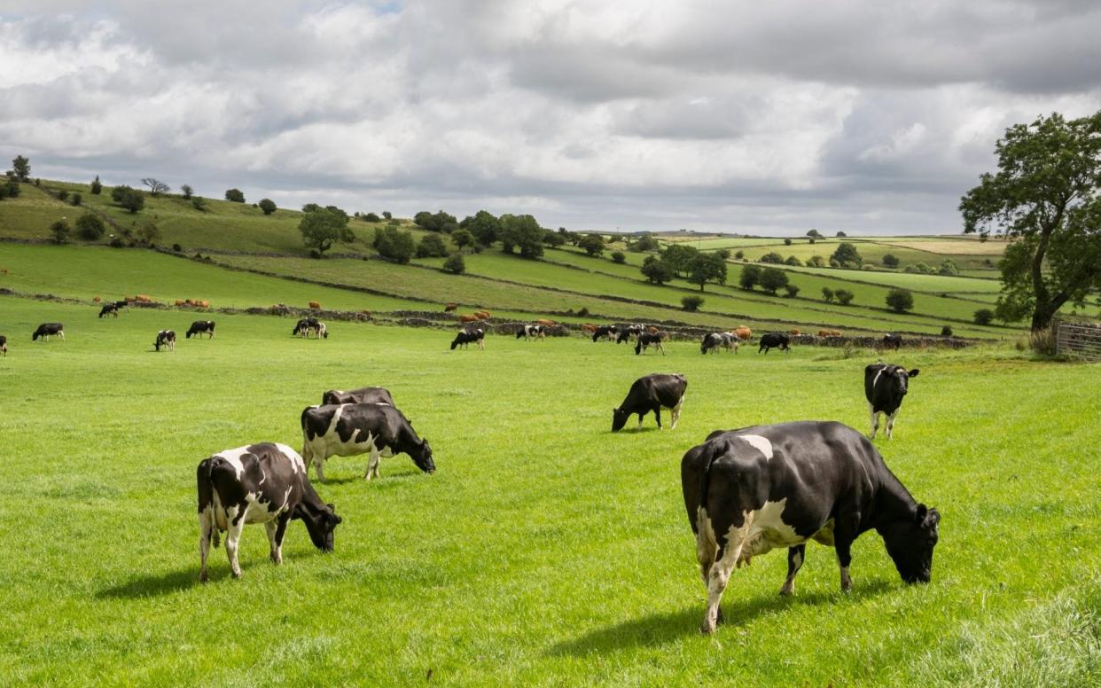 Cows grazing green fields in the English countryside - Getty Images
