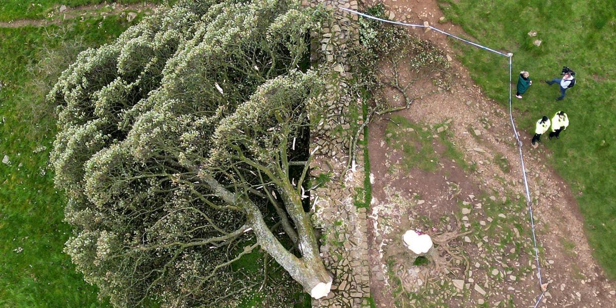 The ‘Sycamore Gap' tree lying on the ground next to Hadrian's Wall in an aerial photo shared on September 28, 2023, in Northumberland National Park, England.