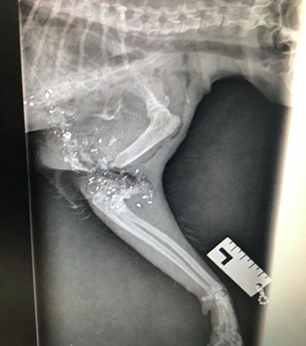 <em>An X-ray revealed a bullet entered just behind his front leg and fragmented the bone before it shattered into tiny pieces (PA)</em>