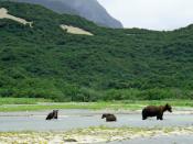 So stellen sich viele Alaska vor - und so sieht es auf Kodiak Island auch aus: Bären, die in schroffer Natur auf Jagd gehen. Foto: Frank Rumpf