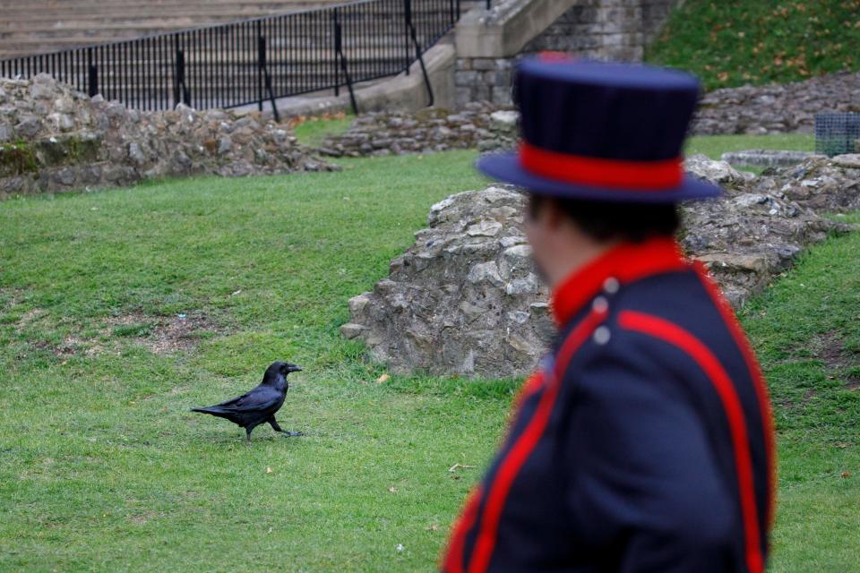 A ravens roams in the grounds after being fed by Yeoman Warder Ravenmaster Chris Skaife at the Tower of London in central London on October 12, 2020.  / Credit: Photo by TOLGA AKMEN/AFP via Getty Images