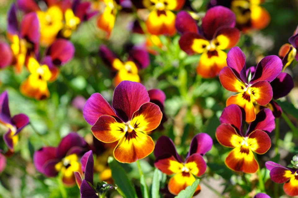 Pansies