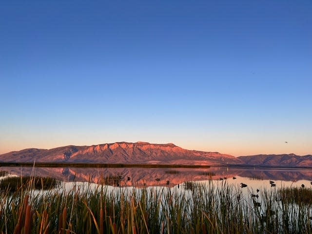 The bodies of dead birds dot the waters inside the Willard Spur Waterfowl Management Area in northern Utah. Officials say thousands of dead birds have been reported in recent weeks, apparent victims of an outbreak of avian botulism.