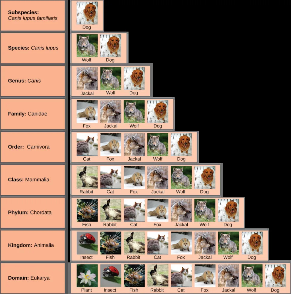 Chart showing biological classification of domestic dogs and the larger biological groups to which they belong.