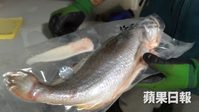 林子龍所養的魚均以急凍形式出售，目的是不讓魚接觸到海鮮檔的水。