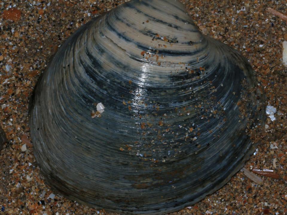 Arctica_islandica_(Ocean_quahog)_ _Flickr_ _S._Rae