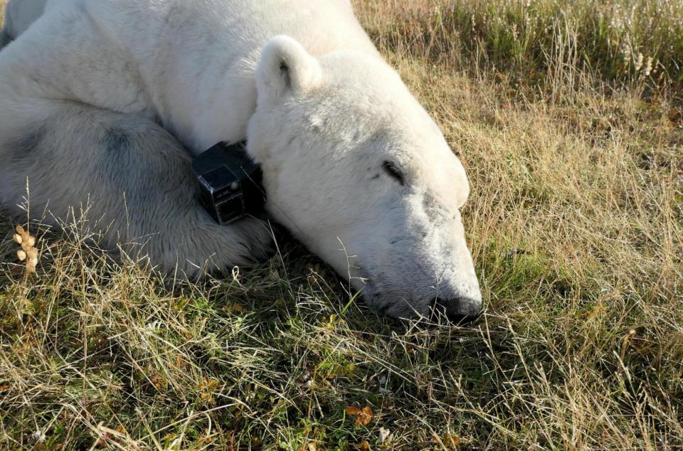 PHOTO: Polar bear on land in the Western Hudson Bay region. (Anthony Pagano)