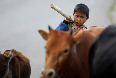 A boy walks down a road near his oxen at Mongmao, Wa territory in north east Myanmar October 1, 2016. Picture taken on October 1, 2016. REUTERS/Soe Zeya Tun