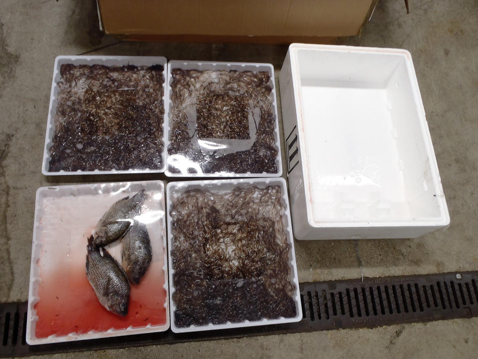 Boxes containing eels and other fish. (PA Images/NCA)