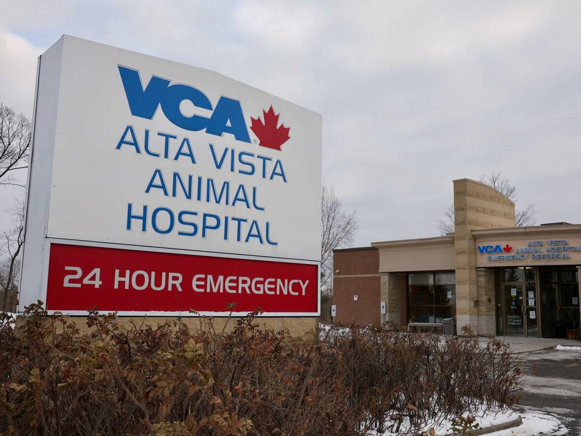 Veterinarian Dara Gottlieb works in the emergency and critical care department at the Alta Vista Animal Hospital. (Félix Desroches/CBC - image credit)