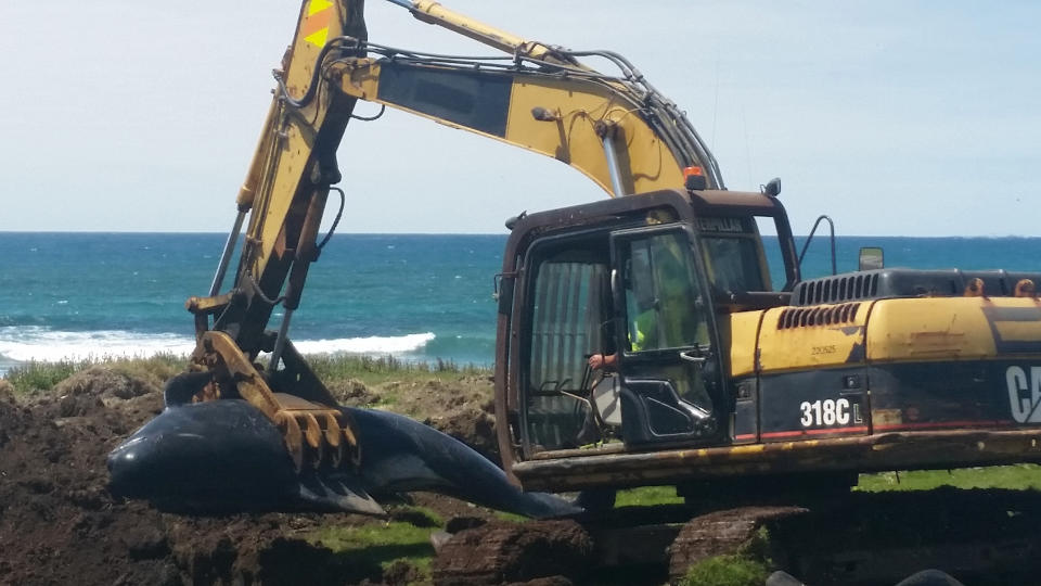 In this photo released by New Zealand Department of Conservation, the department's workers clear perished pilot whales after a stranding in Owenga, Chatham Islands, New Zealand, Friday, Nov. 30, 2018. Fifty-one pilot whales died Friday in another mass stranding in New Zealand, less than a week after 145 pilot whales and nine pygmy killer whales perished in two other, unrelated stranding. (New Zealand Department of Conservation via AP)