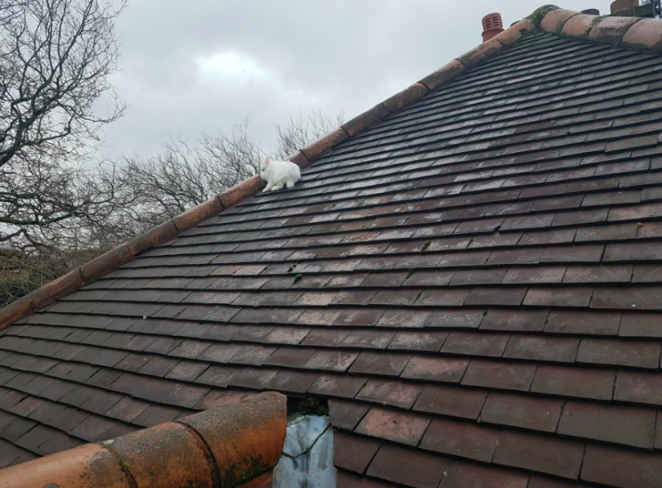 Mystery: No one knows how Lily actually got onto the roof (RSPCA)