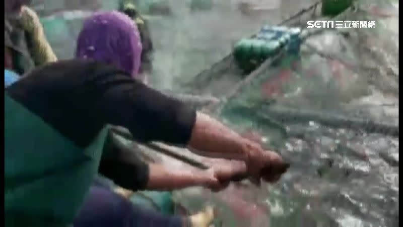 養殖場員工合力圍捕箱網裡的公牛鯊。