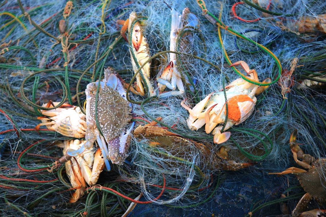 Blue crabs caught in a fishing net.