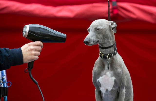 The Crufts competitors make sure they look their best. (Channel 4)