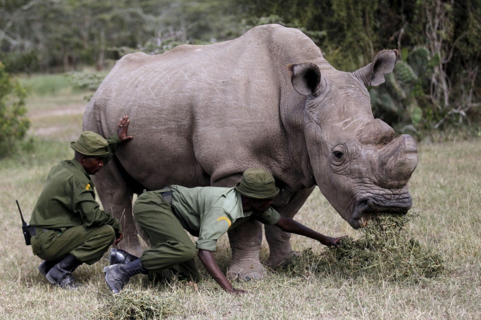 Sudan, the world's last surviving male white rhino, has died (Reuters)