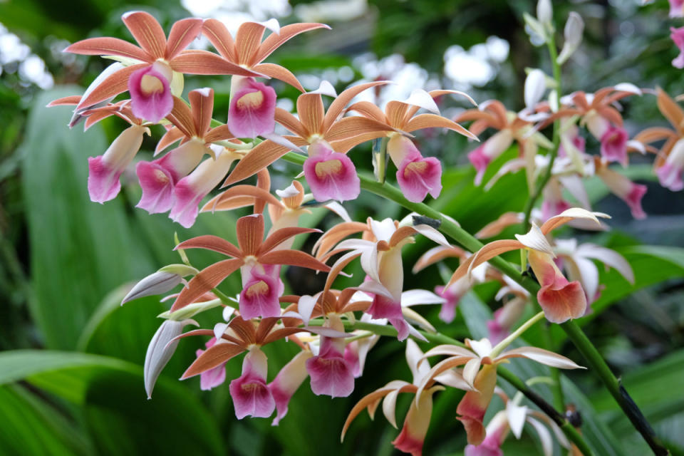 The Nun’s Orchid<p>iStock</p>