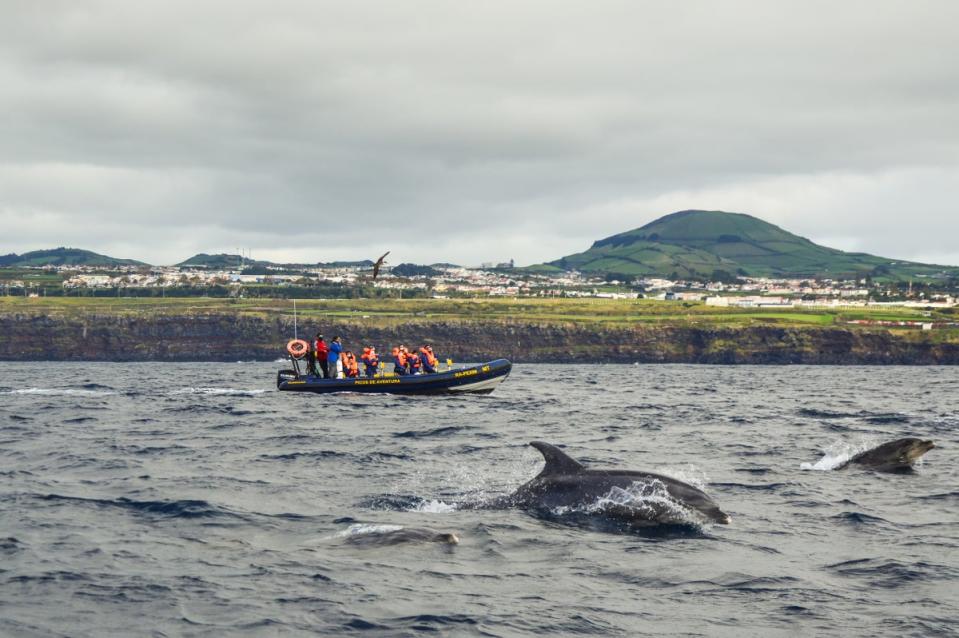 The Azores are one of the best places to see wild whales and dolphins (Shutterstock / Marek Pelikan)