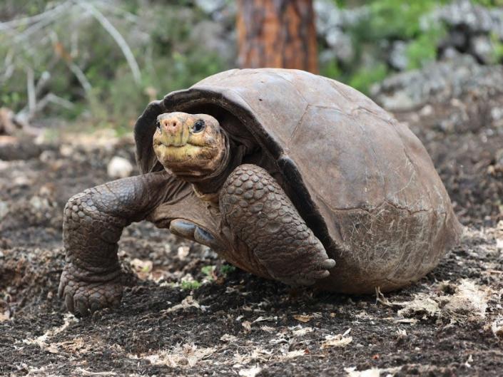 Fernanda the & quot; fantastic giant tortoise & quot;  at the Santa Cruz Giant Tortoise Breeding Center in Galapagos.